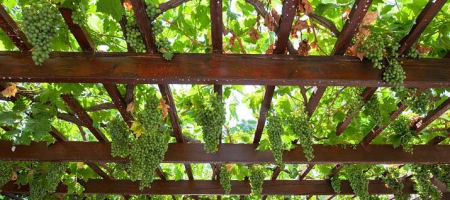 Vinná réva a její pěstování na pergole