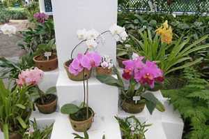 Správný nákup orchideje