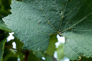 Nejdůležitější rozlišovací znak odrůdy Chardonnay – řapíkový výkroj